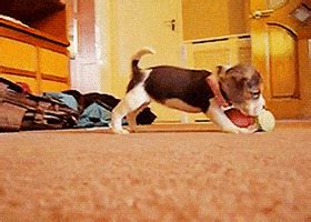 Playful Puppy GIFs - Find & Share on GIPHY