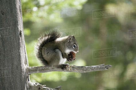 A pine squirrel eating a pine cone, Rocky Mountain National Park ...