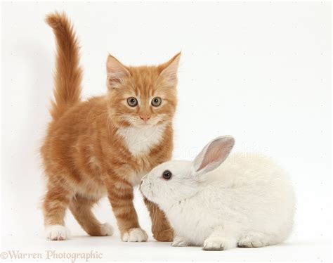 Pets: Ginger kitten and young white rabbit photo WP26743