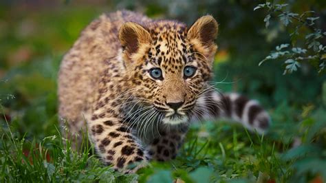 nature, Animals, Cheetahs, Baby, Animals Wallpapers HD / Desktop and Mobile Backgrounds