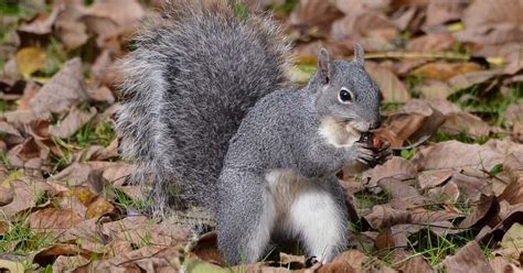 Western gray squirrels are struggling. Will a Washington agency step in ...