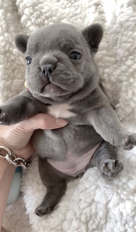 Bella the Blue French Bulldog ️ in 2020 | Cute baby animals, French bulldog puppies, Cute little ...