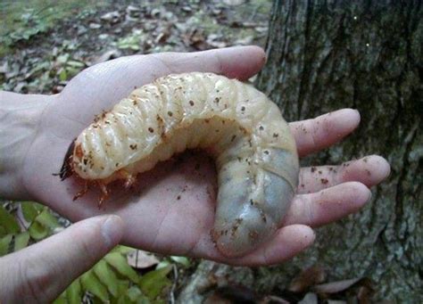 biggest grub worm ever! | Science & Nature | Pinterest