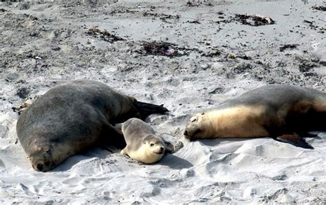 Galápagos Sea Lion – "OCEAN TREASURES" Memorial Library