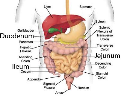 The function of the small intestine in the human digestive system | Science online