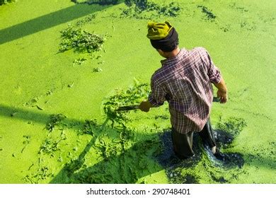 Duckweed Harvesting Royalty-Free Images, Stock Photos & Pictures | Shutterstock