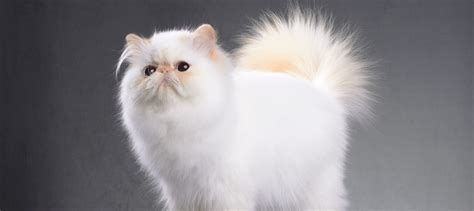 Persian Cat Lifespan: How Long Do Persian Cats Live?