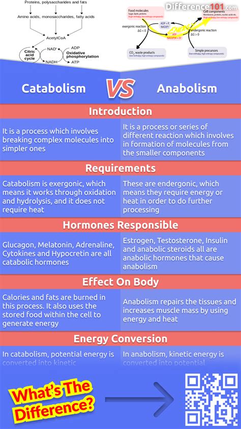 Catabolism vs. Anabolism: 5 Key Differences, Pros & Cons, Examples | Difference 101