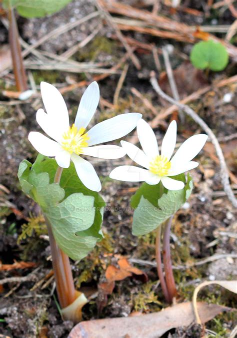 Sanguinaria canadensis 1 by DoktorTox on DeviantArt