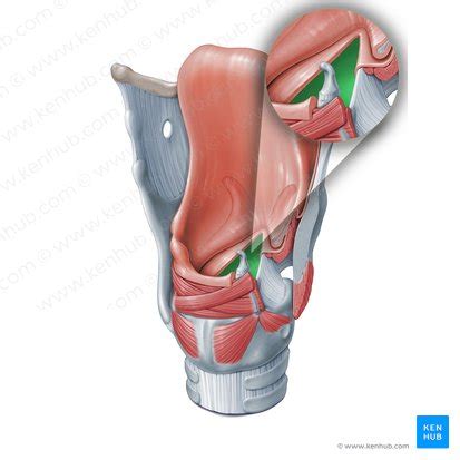 Glottis: Anatomy, structure and function | Kenhub