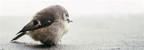 What To Do If You Find an Injured Adult or Baby Bird - FLAP Canada