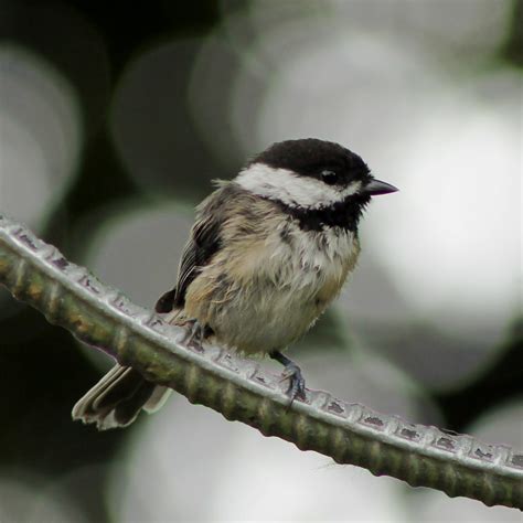 Black-capped Chickadee | State bird of Massachusetts Methuen… | Flickr