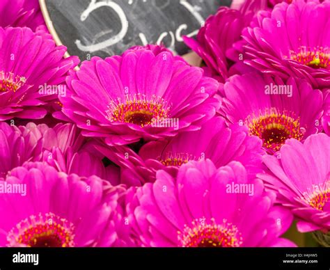 Flowers, Amsterdam Netherlands Stock Photo - Alamy