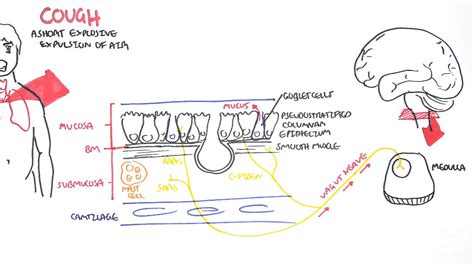 Physiology of Coughing - YouTube