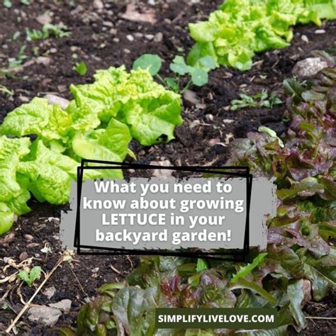 Growing Lettuce From Seed is Easy With These Tips - Simplify, Live, Love