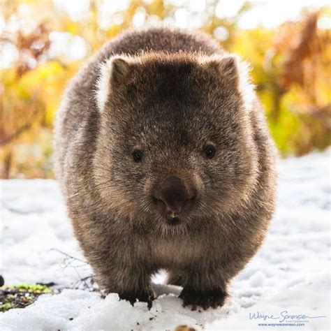 Pin by Reiner Gogolin 米罗 on Mammifères | Australia animals, Cute wombat, Cute animals