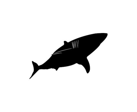 Premium Vector | Vector white shark silhouette isolated on white background