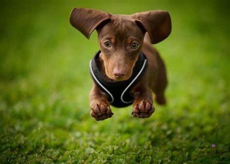 10 | Weiner Dog Races at Sam Houston Race Park | Greater Houston Moms