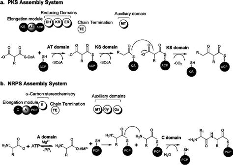 Modular biosynthetic pathway systems. (a) Polyketide synthase (PKS ...