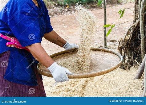 Winnowing Rice, Bali Stock Photography | CartoonDealer.com #27877460