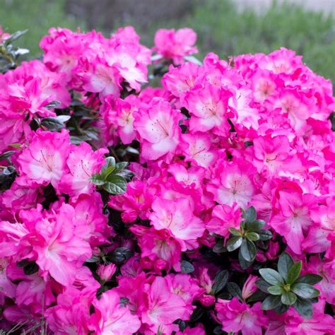 Evergreen Azalea Heidi - Evergreen Azaleas - Millais Nurseries