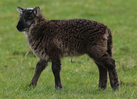 Geep: Sheep-Goat Crossbreed in Ireland | Time