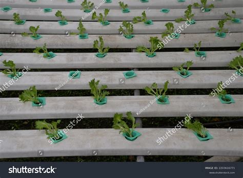 Hydroponic Nutrient Film Technique Nft System Stock Photo 2203616771 | Shutterstock