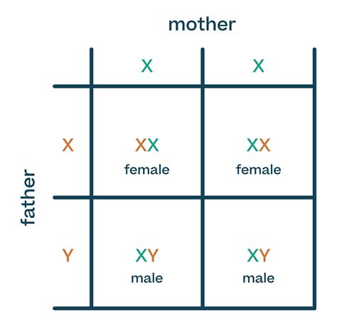 Inheritance and genetic diagrams - Biology : Explanation & Exercises - evulpo