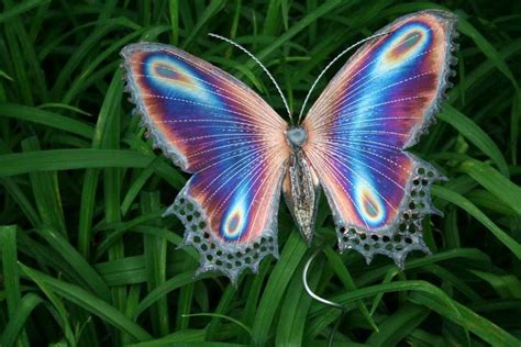 [ IMG] | Imagenes de mariposas, Mariposa púrpura, Bellos insectos