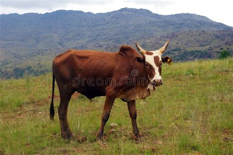 Brown zebu. stock photo. Image of animal, horns, primigenius - 29820810