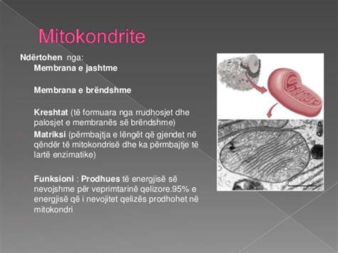 Teoria Qelizore + Muskujt