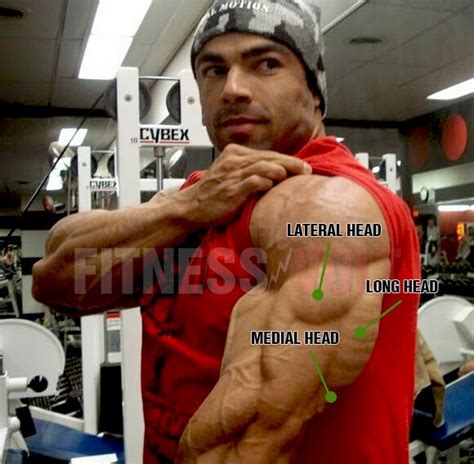 The Best Lateral Head Triceps Exercises for Bigger Arms – Fitness Volt