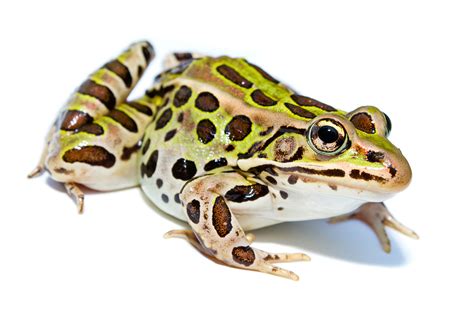 Northern leopard frog - Wikipedia
