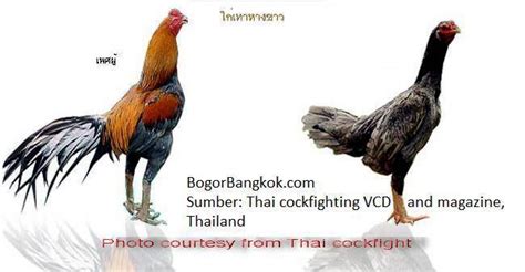 Gambar ayam ayam jago bangkok dan ayam betina terbaik di thailand ...