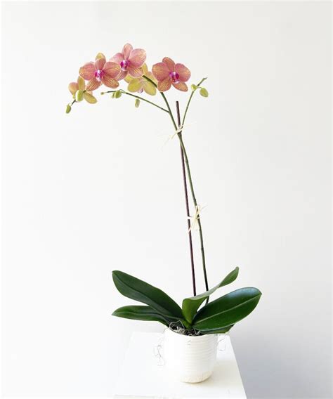 Orchid Plant | Naples Same Day Orchid Delivery