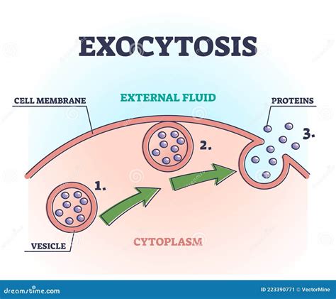 Exocytosis Stock Image | CartoonDealer.com #59876491