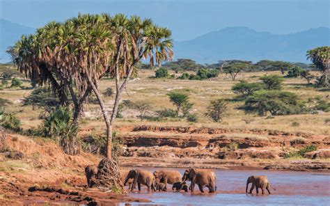 Kenya - Wildlife Photography Africa