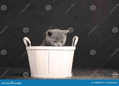 Kittens playing in basket stock image. Image of jump - 108602193