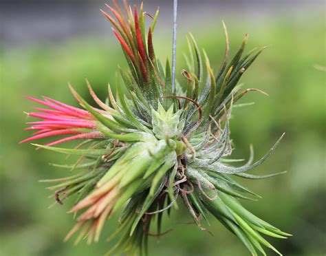 Air Plant Propagation: Clumps! | How to grow Air Plants - Air Plant Design Studio