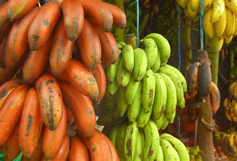 What are the Important Banana Varieties in India?