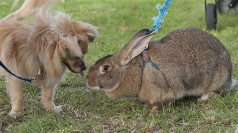 Do Rabbits Get Along With Dogs