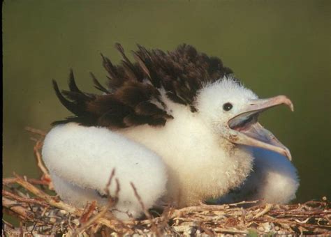 Isla Contoy Island Tour Bird Watching