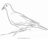 Pigeon Coloring Pages Kids Preschool Printable Drawing Animals Sheet  sketch template