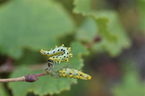 Sawfly larvae