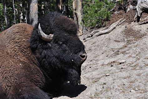 American Bison, How The Army Nearly Wiped Them Out