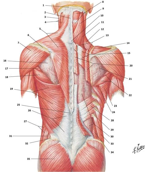 Back muscles Diagram | Quizlet