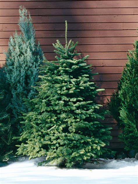 A Guide to All the Different Types of Christmas Trees | Types of christmas trees, Fraser fir ...