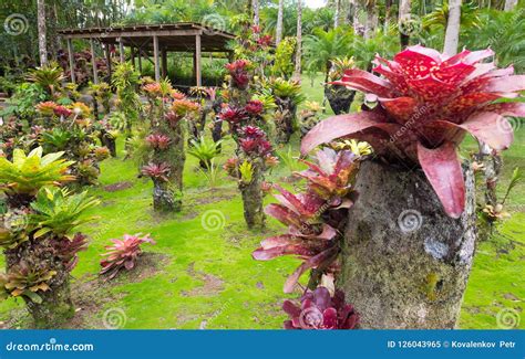 Le Jardin Du Balata, île De La Martinique, Antilles Françaises Image ...