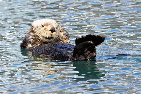 An English Girl Rambles from 2016 to ....: MORE SEA OTTERS FROM OUR ALASKA TRIP