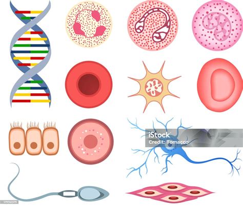 Human Cells Dna Bone Cell Neuron Neural Nerve Sperm Ovum Stock ...